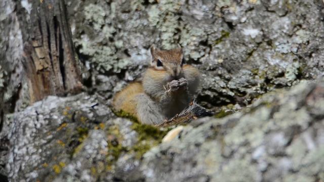 The Siberian Chipmunk Or Common Chipmunk (Eutamias Sibiricus)