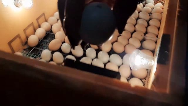 Инкубатор своими руками из пеноплекса. Обзор смотреть онлайн