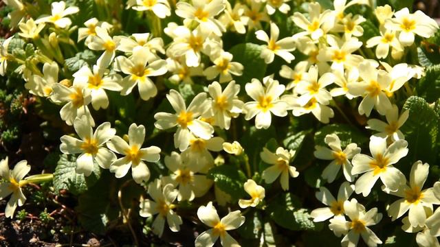 Владимир VTASMA Дубровский – "Святая любовь" (слова: В. Дубровский, музыка: С. Бакуменко) смотреть онлайн