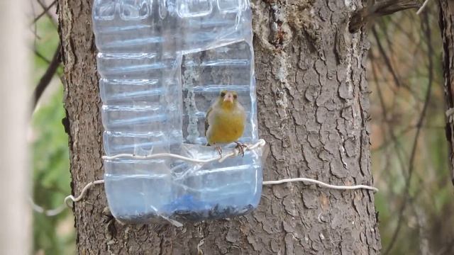 "Самка зеленушки гипнотизирует меня своим взглядом" смотреть онлайн