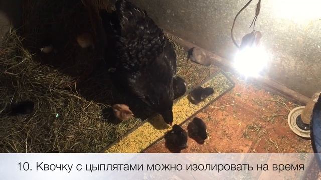 16 советов по выращиванию птицы / Жизнь в деревне смотреть онлайн