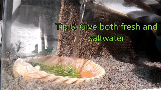 How to keep hermit crabs ALIVE!!! смотреть онлайн