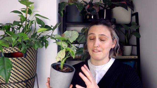 SYNGONIUM CARE TIPS & TRICKS