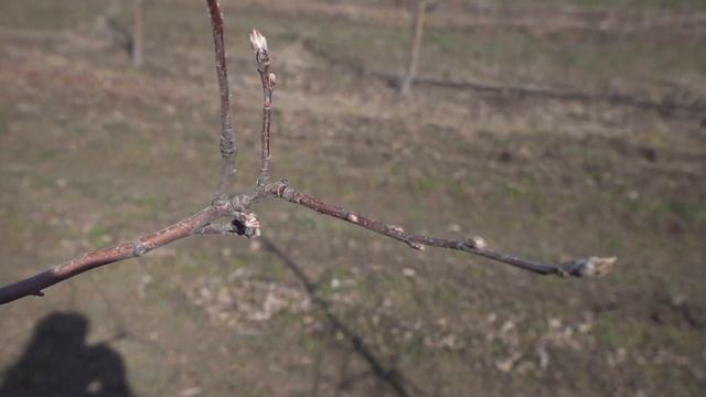 Обрезка Яблони. Как Правильно Обрезать и Сформировать Дерево? Стройное Веретено / Антон Пермяков смотреть онлайн