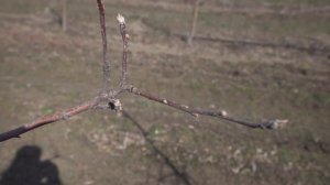 Обрезка Яблони. Как Правильно Обрезать и Сформировать Дерево? Стройное Веретено / Антон Пермяков