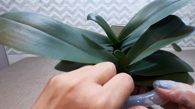 Кокосовому волокну в моих посадках быть! Орхидеи Sogo Yukidian. смотреть онлайн