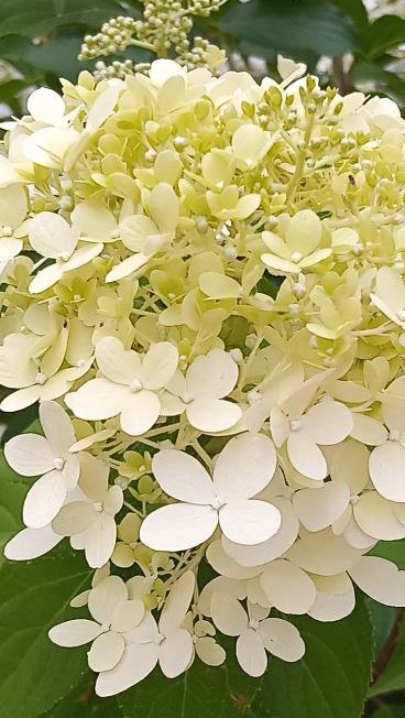 «Две любви» Иннокентий Анненский #short #shorts смотреть онлайн