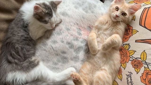Two kittens were rescued from a shelter and found a canine buddy to lean on. смотреть онлайн