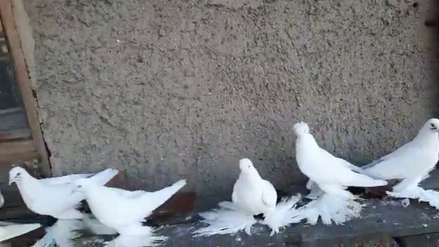Северокавказские Космачи. Хвостовые Голуби смотреть онлайн