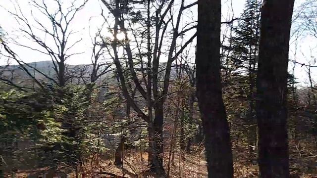 Прогулки в лесу. Ноябрь. смотреть онлайн