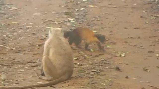 Yellow Throated Marten Attacking Langur( full version) Rarest scenes - Corbett National Park, India смотреть онлайн