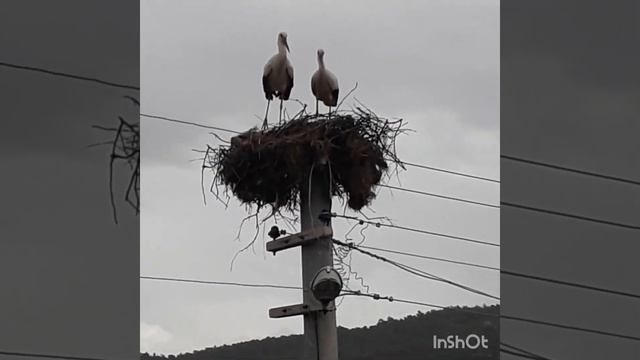 "АНГЕЛ". смотреть онлайн