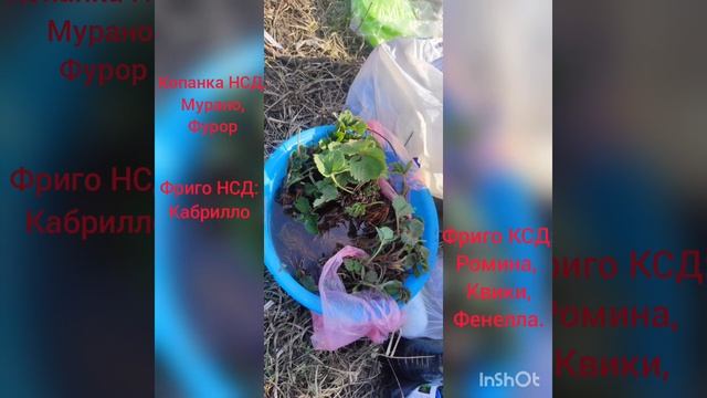 Весенняя высадка Фриго КСД+НСД и Копанка КСД. Ромина, Квики, Фенелла, Кабрилло, Фурор, Мурано. смотреть онлайн