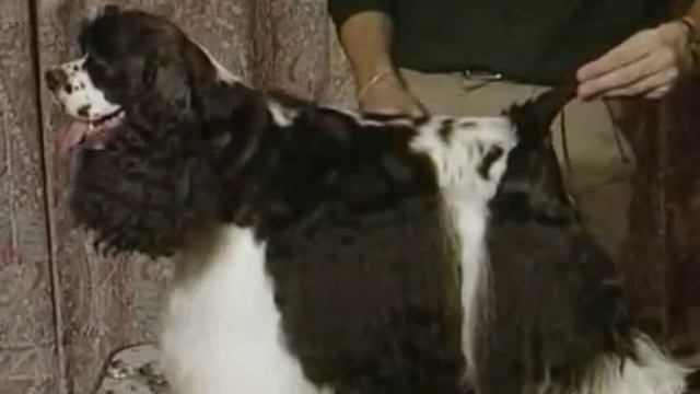 How To Groom The Tail - American Cocker Spaniel Video  5min.com.flv