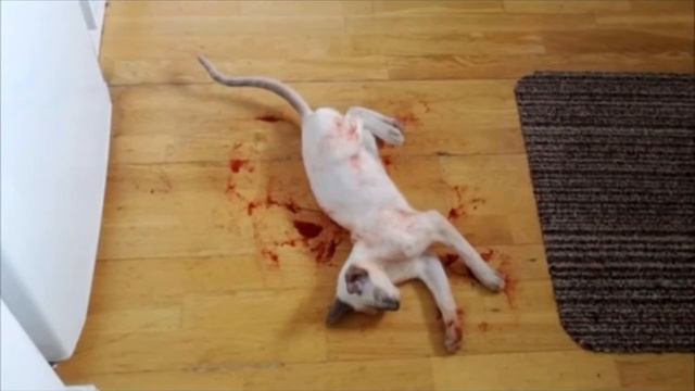 Сфинкс затих на кухне, и когда хозяин зашёл туда, то обомлел. Но коту было не так плохо, как кажетс смотреть онлайн