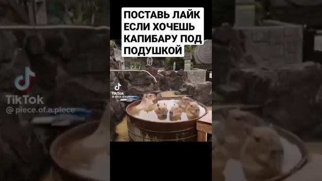 капибара,какибара,капибара