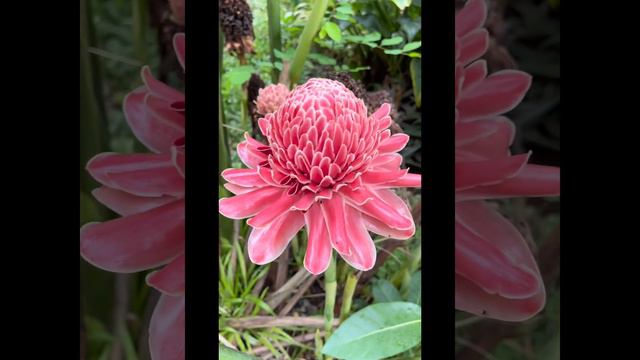 TORCH GINGER Flowers My Next Ingredient Of Arki Kusinera’s Kitchen