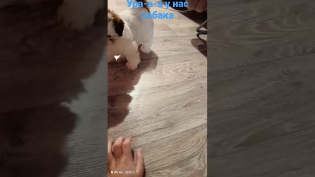 у нас собака смотреть онлайн