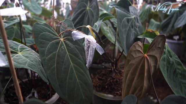 Sonia BP Nursery | Seniman Anthurium Blue Series смотреть онлайн