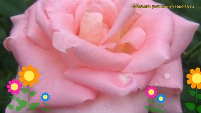 Роза чайно-гибридная Прайв. Краткий обзор, описание характеристик, где купить саженцы Prive смотреть онлайн