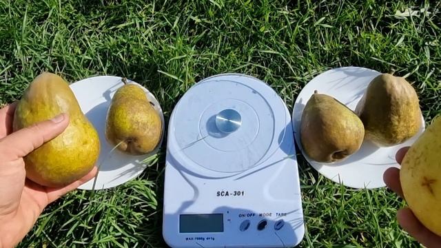 Груша Говерла смотреть онлайн