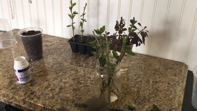 Hardy hibiscus and royal purple smoke bush propagation смотреть онлайн