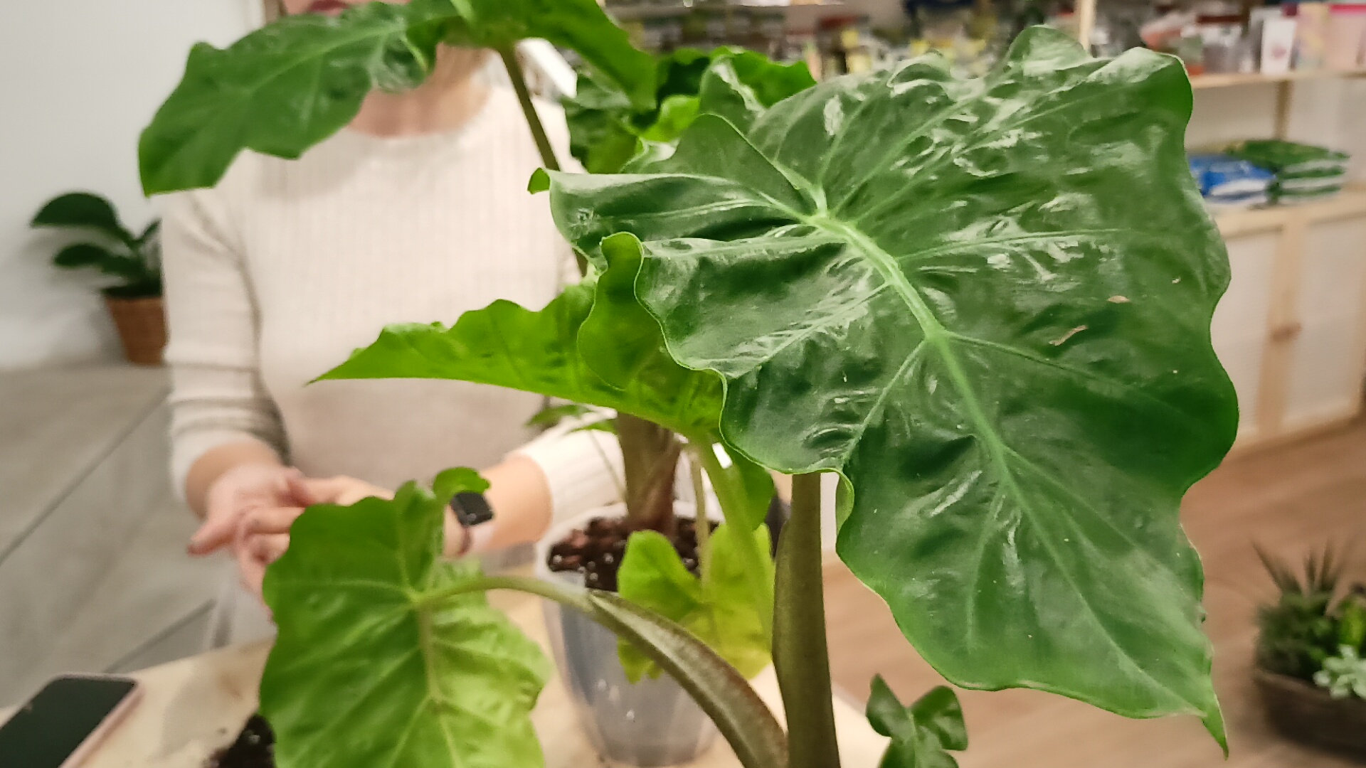 Мастер-класс посадки Алоказии.mp4