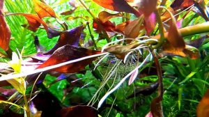 Аквариум травник. Особые знания