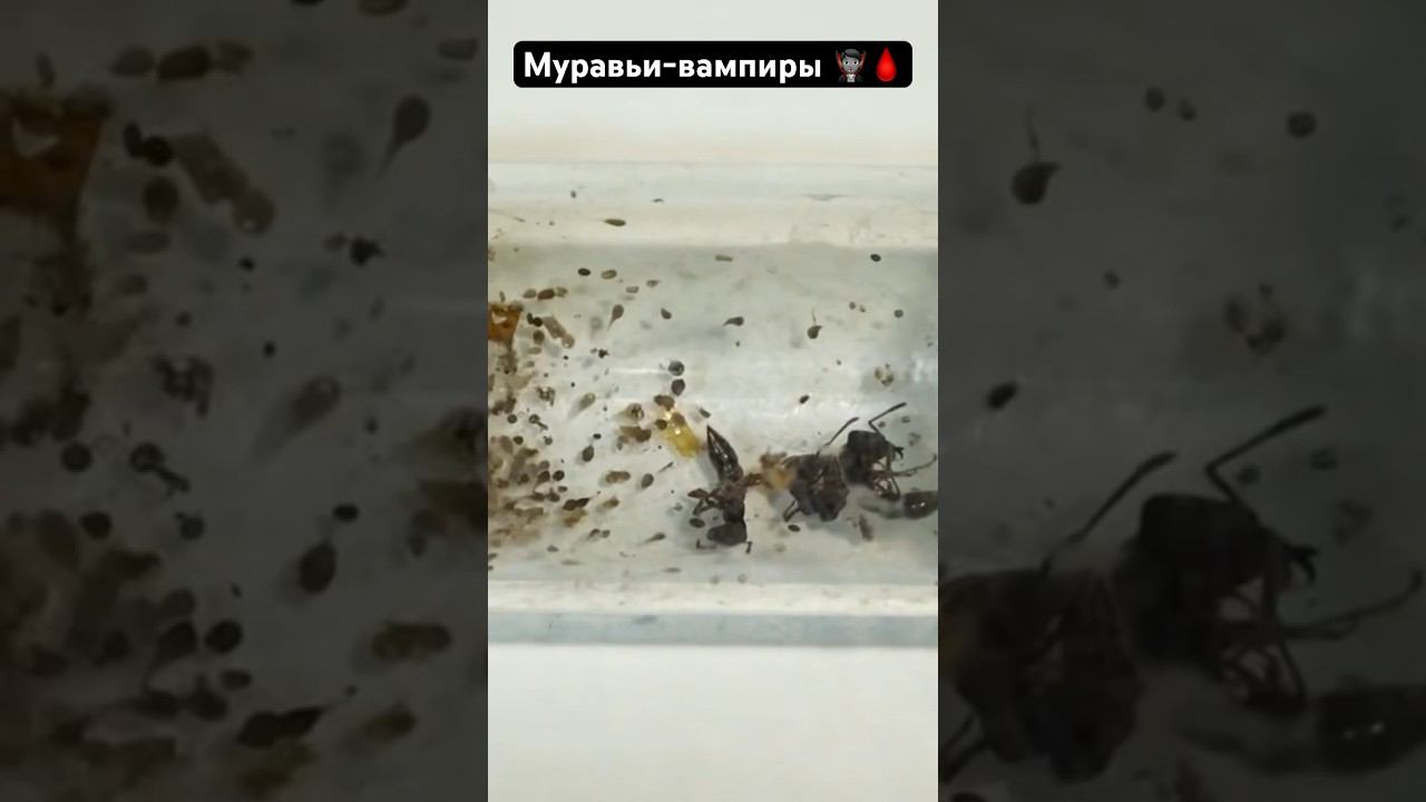 Гибель муравьев-вампиров #муравьи #ants #дракула #вампиры смотреть онлайн