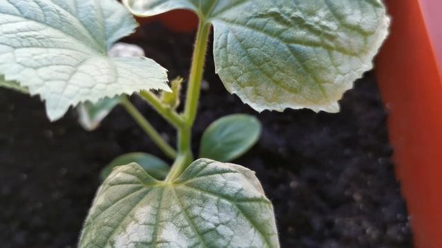 СГОРЕЛИ ЛИСТЬЯ НА ОГУРЦАХ. BURNT LEAVES ON CUCUMBERS смотреть онлайн