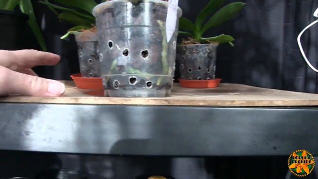 Store Bought Phalaenopsis Pt 12 - A 6 Week Update смотреть онлайн