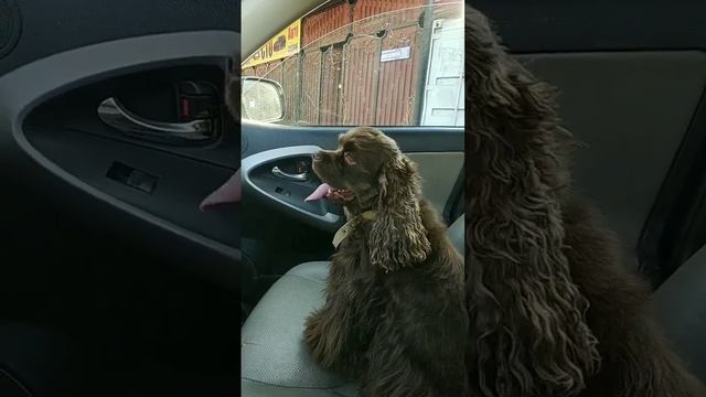 Мой сладкий мальчик❤️ Винни? Американский кокер спаниель, который любит кататься на машине)? смотреть онлайн