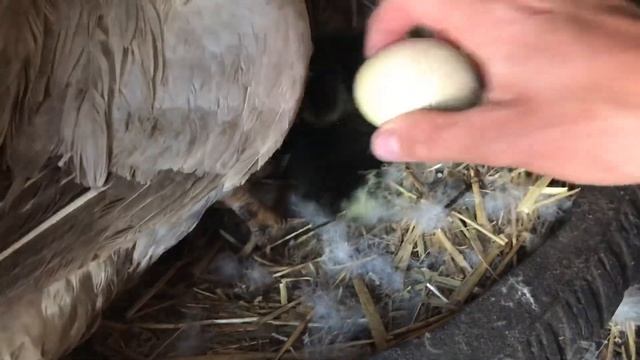 Производство Индоутят началось / Откуда взялись Индоутята такого окраса ? Вывод Индоутят под уткой смотреть онлайн
