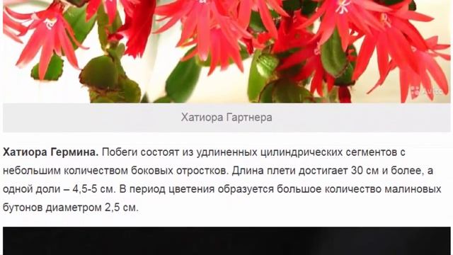 Хатиора – кактус или зеленый коралл