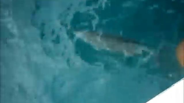 Танец черноморского дельфина