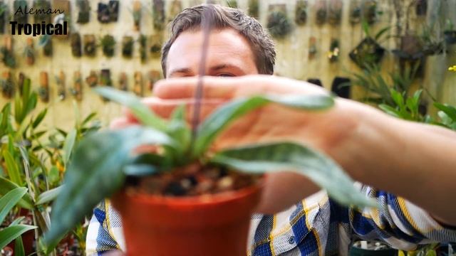 Paphiopedilum Maudiae-Hybrid "Dot's Leopard" - Orchideen Pflege leicht gemacht! смотреть онлайн