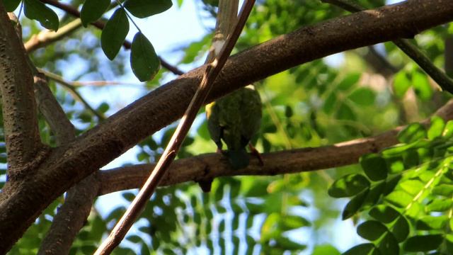 Coppersmith Barbet Sound смотреть онлайн