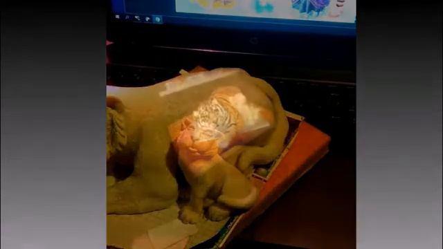 Тигр из соленого теста смотреть онлайн