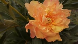 ИТО-пион Синин ин зе рейн (Paeonia Singing in the Rain)