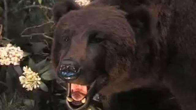 Музей природы.mpg смотреть онлайн