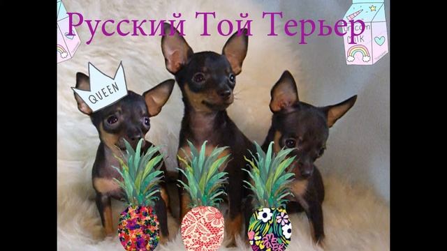 Русский той Терьер.Russian Toy Terrier смотреть онлайн