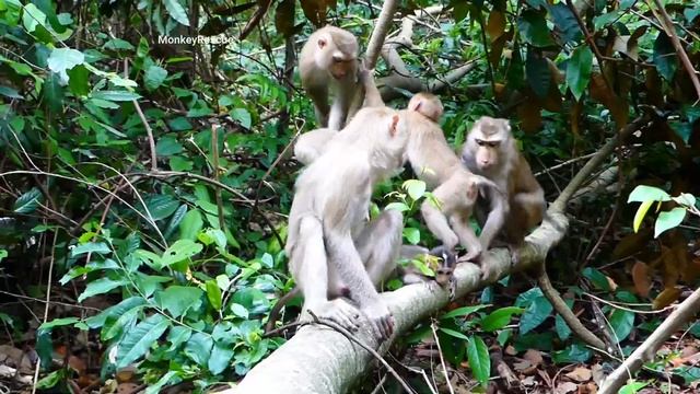 Breaking News! Baby Lucy fall down from the highest tree when escape monkey, Lucy drop to the groun смотреть онлайн