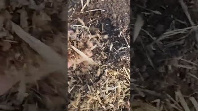 клад среди поля