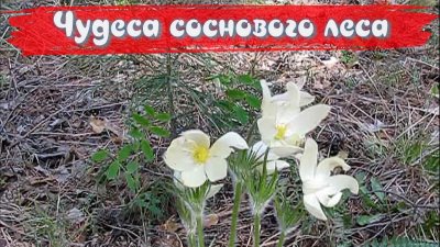 Обзоры изобретений и новости технологий