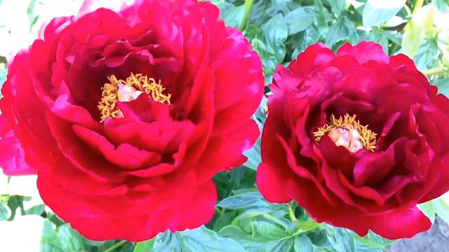 Peony Alexander Woolcott - www.peonyshop.com смотреть онлайн
