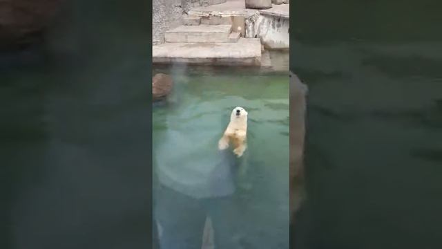 Питерский зоопарк смотреть онлайн