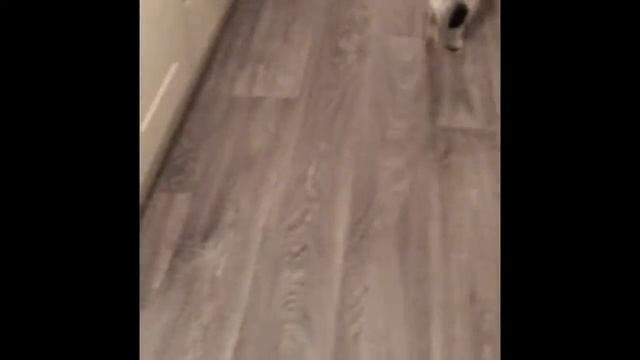 Cats Don't Hate Cucumbers смотреть онлайн