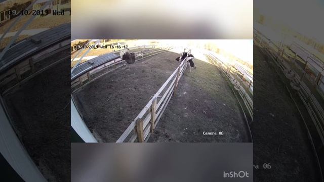 Черные африканские страусы. Бой смотреть онлайн