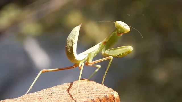 Богомол удивительный хищник0 смотреть онлайн