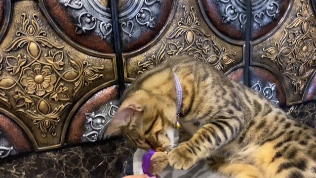 ВЛОГ для детей Кот бенгал и ребёнок Bengal Cat And Baby